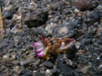 Juvenile Flamboyant Cuttlefish